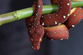 Cyclops Mountain baby green tree python for sale 2013