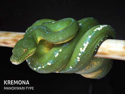 Green tree python female