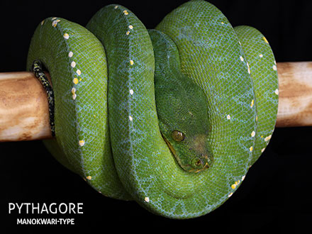 Green tree python male