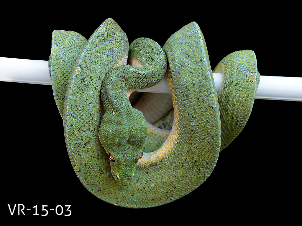 Green Tree Python for Sale - Manokwari and Cyclops Babies ...
