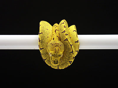 VR-25-01 Baby Green Tree Python for sale