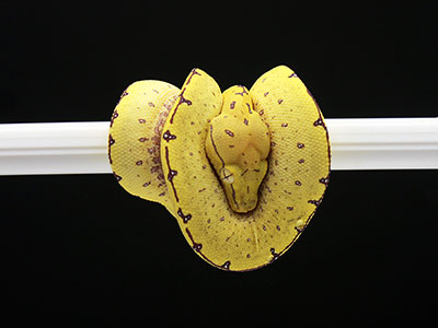 VR-25-02 Baby Green Tree Python for sale