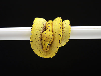 VR-25-03 Baby Green Tree Python for sale