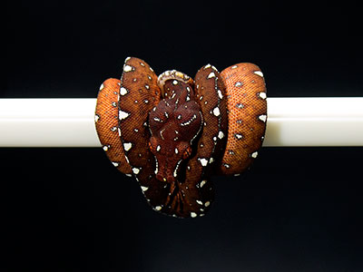 VR-25-05 Baby Green Tree Python for sale