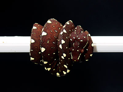 VR-25-09 Baby Green Tree Python for sale