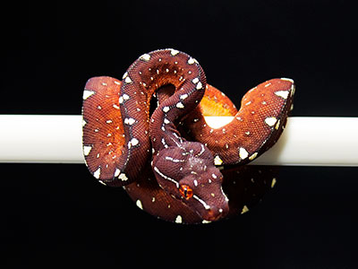 VR-25-10 Baby Green Tree Python for sale