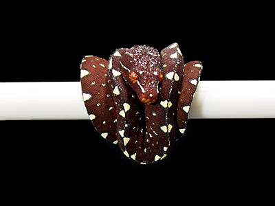 VR-25-11 Baby Green Tree Python for sale