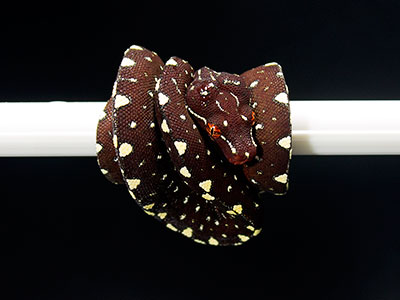 VR-25-13 Baby Green Tree Python for sale