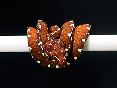 VR-25-15 Baby Green Tree Python for sale