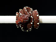 VR-25-12 Green Tree Python Neonate