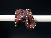 VR-25-16 Green Tree Python Neonate