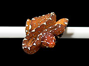 VR-25-17 Green Tree Python Neonate